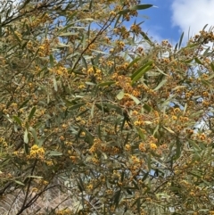 Daviesia mimosoides at Paddys River, ACT - 29 Oct 2022 04:57 PM