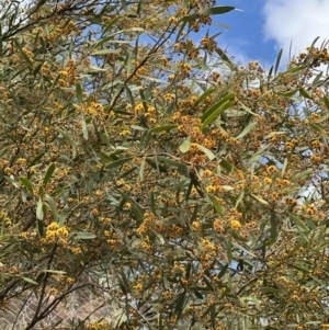 Daviesia mimosoides at Paddys River, ACT - 29 Oct 2022 04:57 PM