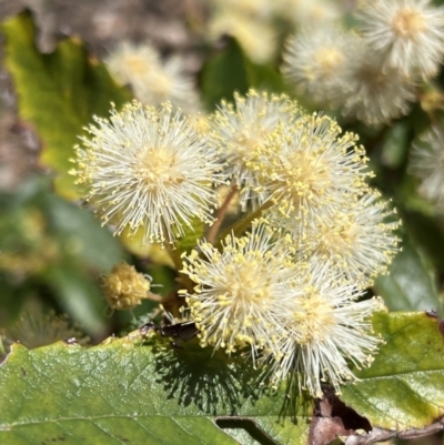 Callicoma serratifolia (Black Wattle, Butterwood, Tdgerruing) at Royal National Park - 2 Oct 2022 by JimL