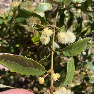 Callicoma serratifolia at Royal National Park, NSW - 2 Oct 2022