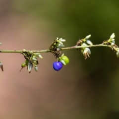 Dianella sp. aff. longifolia (Benambra) (Pale Flax Lily, Blue Flax Lily) at ANBG - 12 Jan 2023 by MarkT