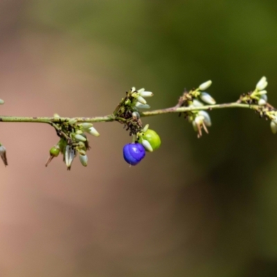 Dianella sp. aff. longifolia (Benambra) (Pale Flax Lily, Blue Flax Lily) at ANBG - 12 Jan 2023 by MarkT