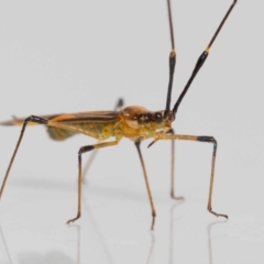 Rayieria acaciae (Acacia-spotting bug) at Jerrabomberra, NSW - 15 Jan 2023 by MarkT