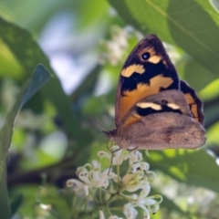 Heteronympha merope at Acton, ACT - 12 Jan 2023