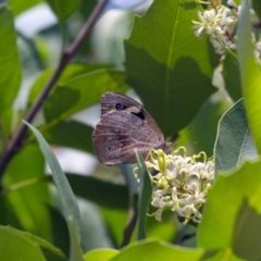 Heteronympha merope at Acton, ACT - 12 Jan 2023