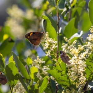 Heteronympha merope at Acton, ACT - 12 Jan 2023