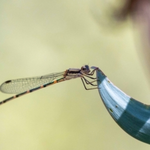 Austrolestes leda at Acton, ACT - 12 Jan 2023