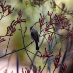 Acanthorhynchus tenuirostris (Eastern Spinebill) at Acton, ACT - 12 Jan 2023 by MarkT