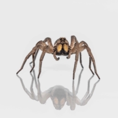 Lycosidae (family) (Unidentified wolf spider) at Jerrabomberra, NSW - 15 Jan 2023 by MarkT