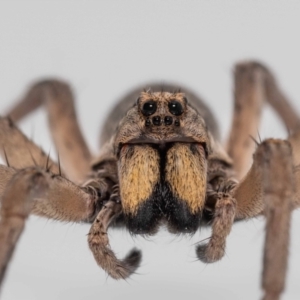 Lycosidae (family) at QPRC LGA - 15 Jan 2023