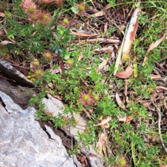 Acaena novae-zelandiae at Hackett, ACT - 16 Jan 2023 10:03 AM