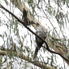 Eudynamys orientalis (Pacific Koel) at Higgins, ACT - 16 Jan 2023 by AlisonMilton