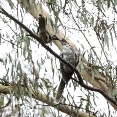 Eudynamys orientalis (Pacific Koel) at Higgins, ACT - 16 Jan 2023 by AlisonMilton