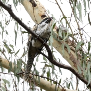 Eudynamys orientalis at Higgins, ACT - 16 Jan 2023 11:42 AM