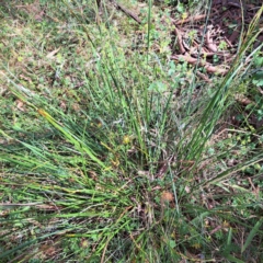 Lepidosperma laterale (Variable Sword Sedge) at Hackett, ACT - 16 Jan 2023 by abread111