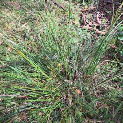 Lepidosperma laterale (Variable Sword Sedge) at Hackett, ACT - 15 Jan 2023 by abread111