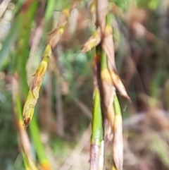 Lepidosperma laterale at Hackett, ACT - 16 Jan 2023 10:00 AM