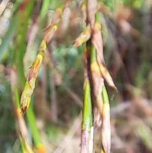 Lepidosperma laterale at Hackett, ACT - 16 Jan 2023 10:00 AM