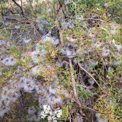 Clematis leptophylla (Small-leaf Clematis, Old Man's Beard) at Hackett, ACT - 15 Jan 2023 by abread111