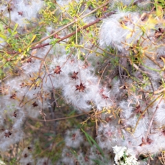 Clematis leptophylla at Hackett, ACT - 16 Jan 2023