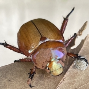 Anoplognathus montanus at Majura, ACT - 16 Jan 2023 06:02 PM