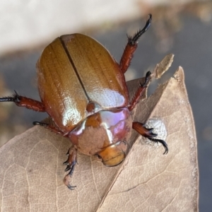 Anoplognathus montanus at Majura, ACT - 16 Jan 2023