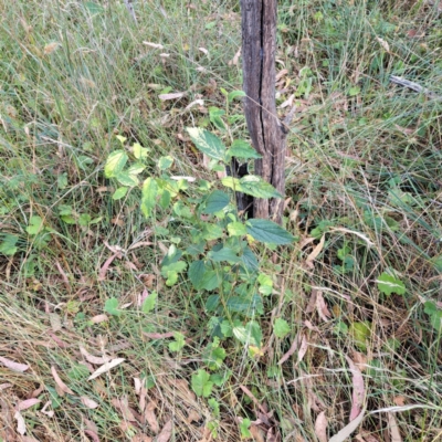 Celtis australis (Nettle Tree) at Hackett, ACT - 15 Jan 2023 by abread111