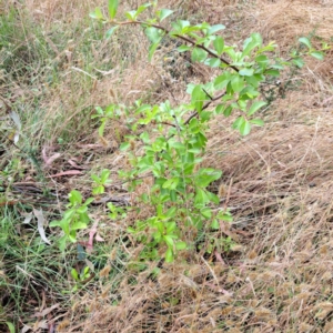 Pyracantha fortuneana at Hackett, ACT - 16 Jan 2023