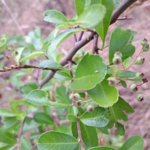 Pyracantha fortuneana at Hackett, ACT - 16 Jan 2023