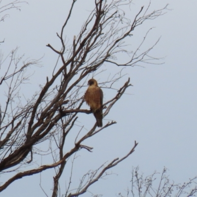 Falco longipennis (Australian Hobby) at Banks, ACT - 16 Jan 2023 by RodDeb