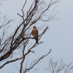 Falco longipennis at Banks, ACT - 16 Jan 2023