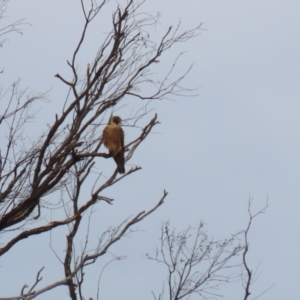 Falco longipennis at Banks, ACT - 16 Jan 2023