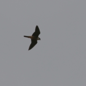 Falco longipennis at Banks, ACT - 16 Jan 2023