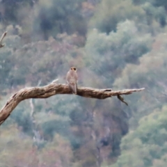 Falco longipennis at Banks, ACT - 16 Jan 2023