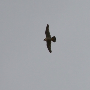 Falco peregrinus at Paddys River, ACT - 16 Jan 2023