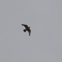 Falco peregrinus at Paddys River, ACT - 16 Jan 2023