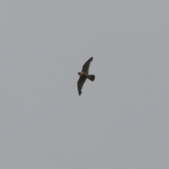 Falco peregrinus at Paddys River, ACT - 16 Jan 2023