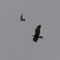 Falco peregrinus at Paddys River, ACT - 16 Jan 2023