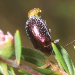 Edusella sp. (genus) (A leaf beetle) at Molonglo Valley, ACT - 15 Jan 2023 by Harrisi