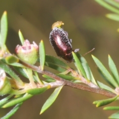 Edusella sp. (genus) at Molonglo Valley, ACT - 15 Jan 2023