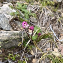 Caladenia alpina at Kosciuszko National Park, NSW - 7 Jan 2023