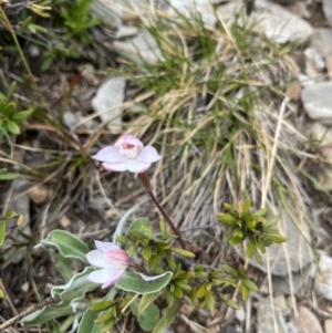 Caladenia alpina at Kosciuszko National Park, NSW - 7 Jan 2023