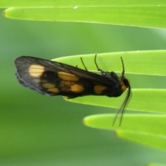 Asura cervicalis (Spotted Lichen Moth) at Braemar, NSW - 14 Jan 2023 by Curiosity