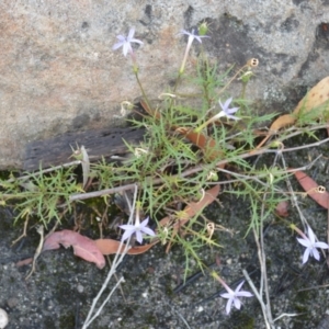 Isotoma axillaris at Barringella, NSW - 16 Jan 2023 10:56 PM