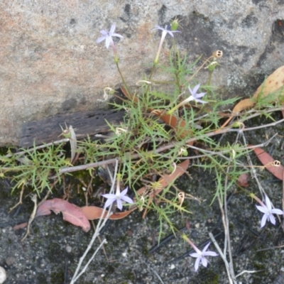 Isotoma axillaris (Australian Harebell, Showy Isotome) at Barringella, NSW - 16 Jan 2023 by plants