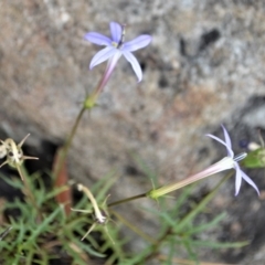 Isotoma axillaris at Barringella, NSW - 16 Jan 2023 10:56 PM