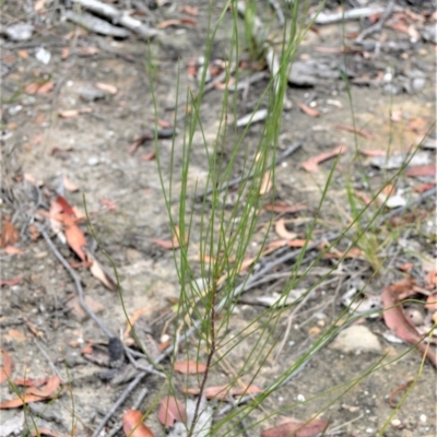 Hakea dohertyi at Yalwal, NSW - 16 Jan 2023 by plants