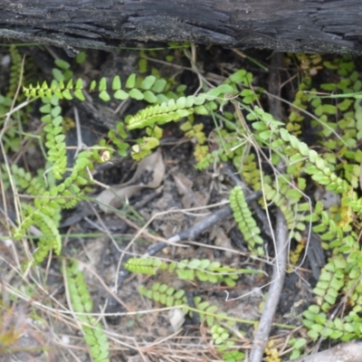 Lindsaea linearis (Screw Fern) at Barringella, NSW - 17 Jan 2023 by plants