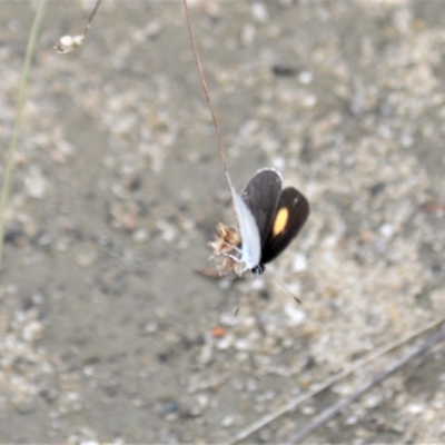 Candalides xanthospilos (Yellow-spotted Blue) at Yalwal, NSW - 16 Jan 2023 by plants