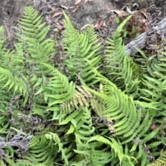 Christella dentata (Binung) at Bamarang, NSW - 17 Jan 2023 by plants